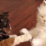 La vallée de l’étrange chez les chats La Une des robots